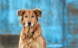 lifestylenewsmixtureimages938073